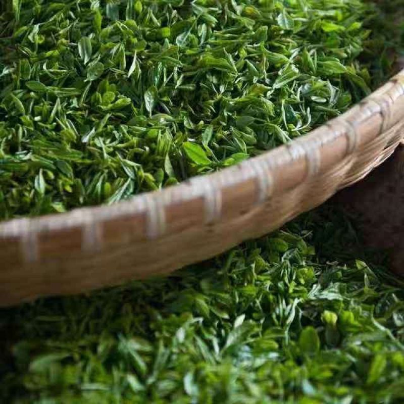 罗布麻叶罗布麻红麻