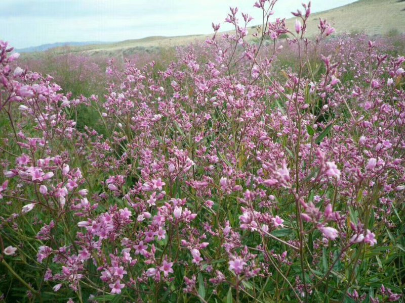 罗布麻叶罗布麻红麻