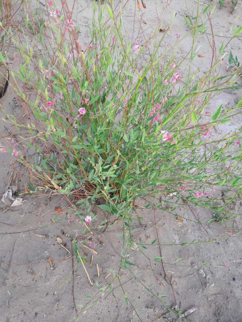 罗布麻叶罗布麻红麻