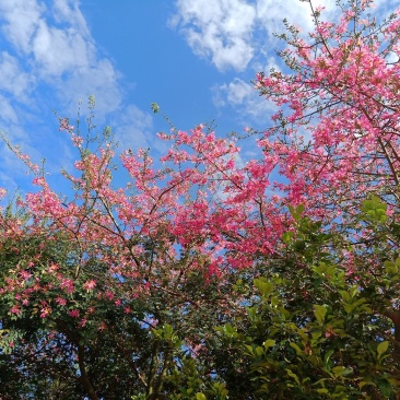 移栽大腹木棉，粉花多托骨架