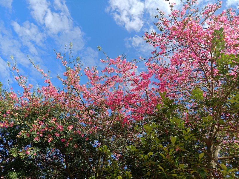 移栽大腹木棉，粉花多托骨架