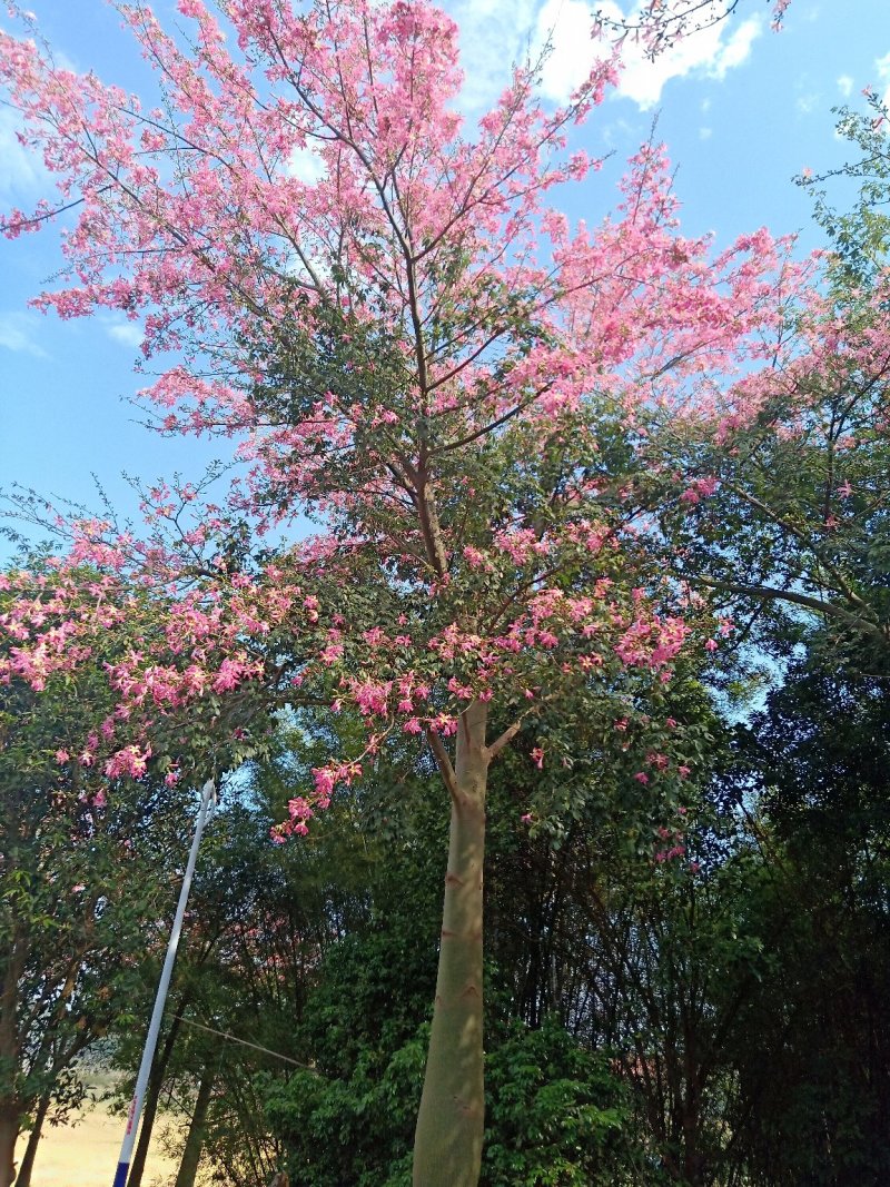 移栽大腹木棉，粉花多托骨架
