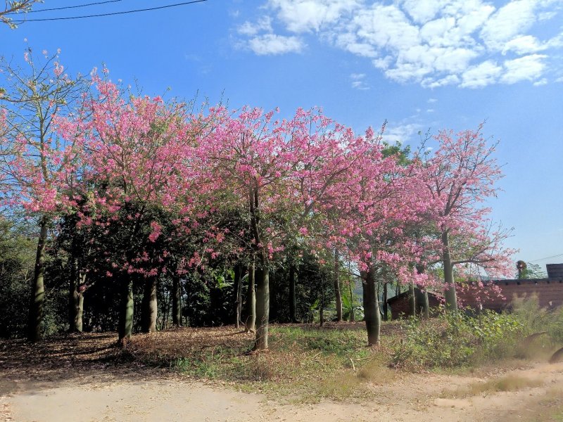 移栽大腹木棉，粉花多托骨架