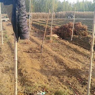 牛腿山药一级货源大量上市