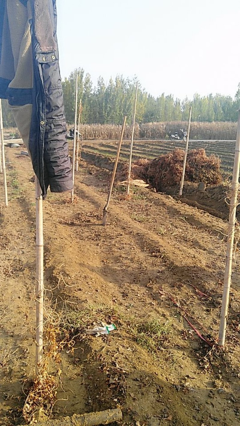牛腿山药一级货源大量上市