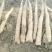 牛腿山药一级货源大量上市