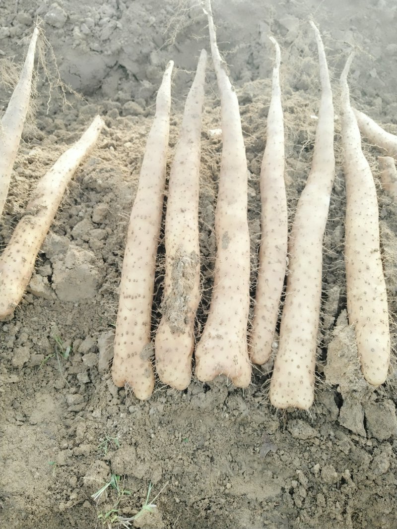 牛腿山药一级货源大量上市