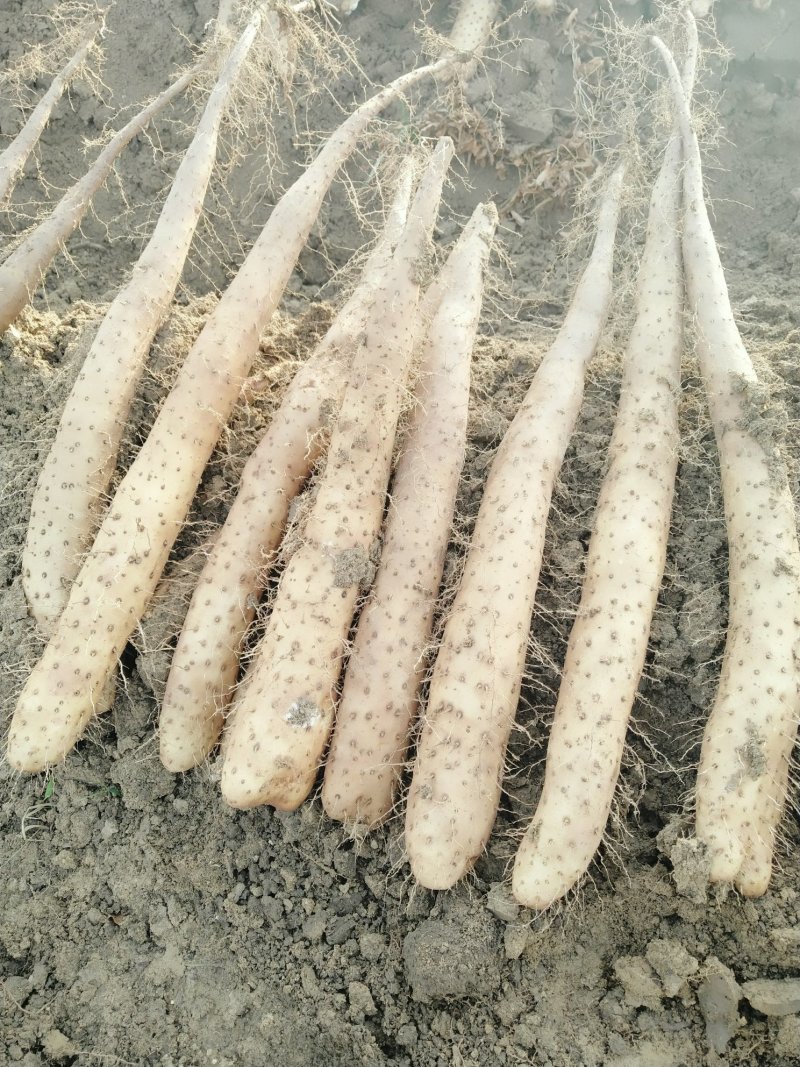牛腿山药一级货源大量上市