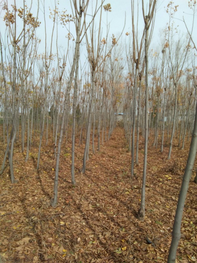 栾树7公分
