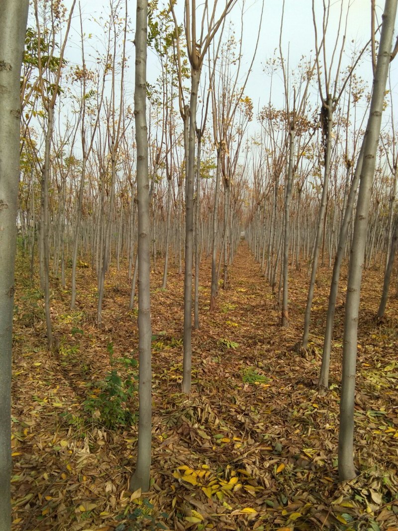 栾树7公分