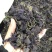 新鲜正宗紫苏叶泡茶烧鱼