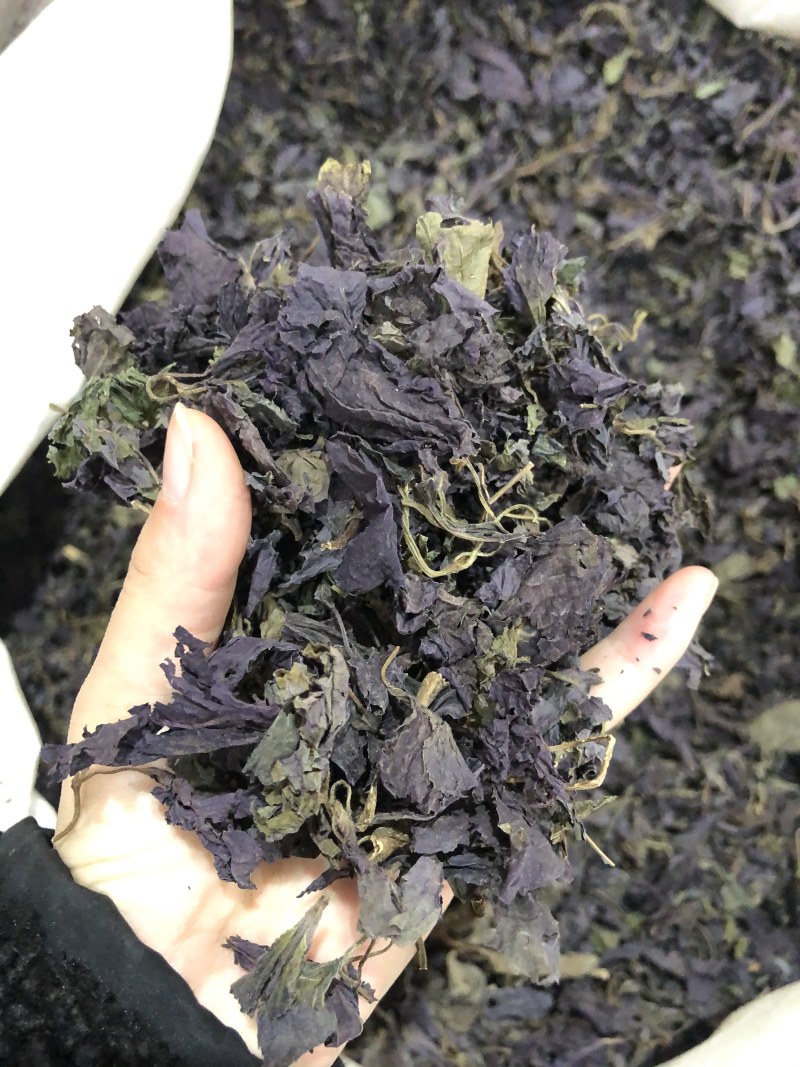 新鲜正宗紫苏叶泡茶烧鱼
