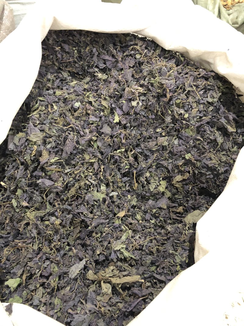 新鲜正宗紫苏叶泡茶烧鱼