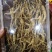 林下山参林下籽参正品高年头野播无硫干品一盒50克