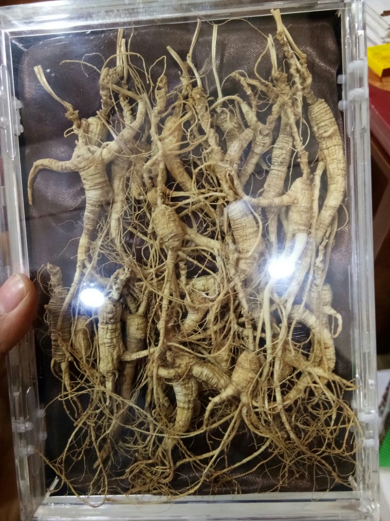 林下山参林下籽参正品高年头野播无硫干品一盒50克