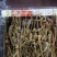 林下山参林下籽参正品高年头野播无硫干品一盒50克