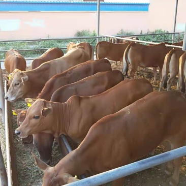肉牛苗价格改良牛鲁西黄牛小牛犊免费送货