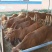 肉牛苗价格改良牛鲁西黄牛小牛犊免费送货