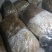 羊肚菌菌种，研究所专业研发，免费提供技术指导，优质