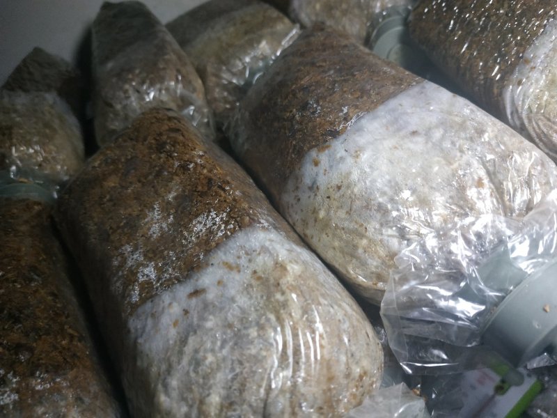 羊肚菌菌种，研究所专业研发，免费提供技术指导，优质
