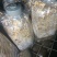 羊肚菌菌种，研究所专业研发，免费提供技术指导，优质