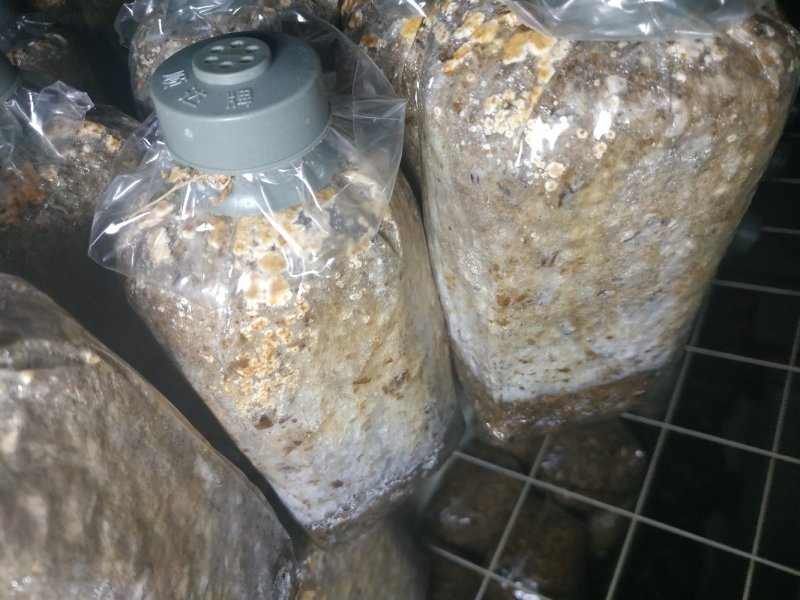 羊肚菌菌种，研究所专业研发，免费提供技术指导，优质