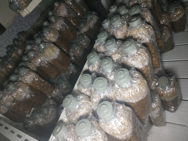 羊肚菌菌种，研究所专业研发，免费提供技术指导，优质