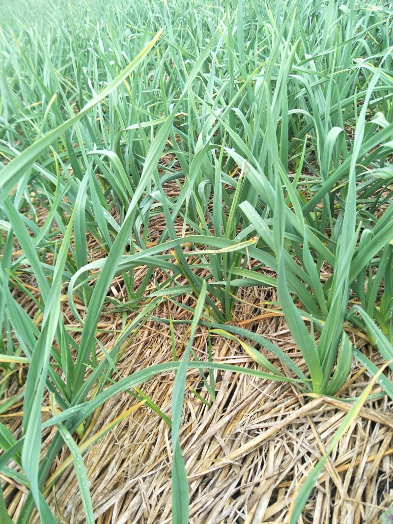 红皮蒜苗红根蒜苗