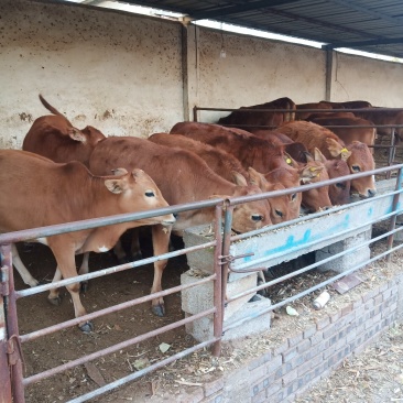 肉牛犊价格黄牛养殖基地肉牛崽价格小牛犊