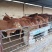 肉牛犊价格黄牛养殖基地肉牛崽价格小牛犊
