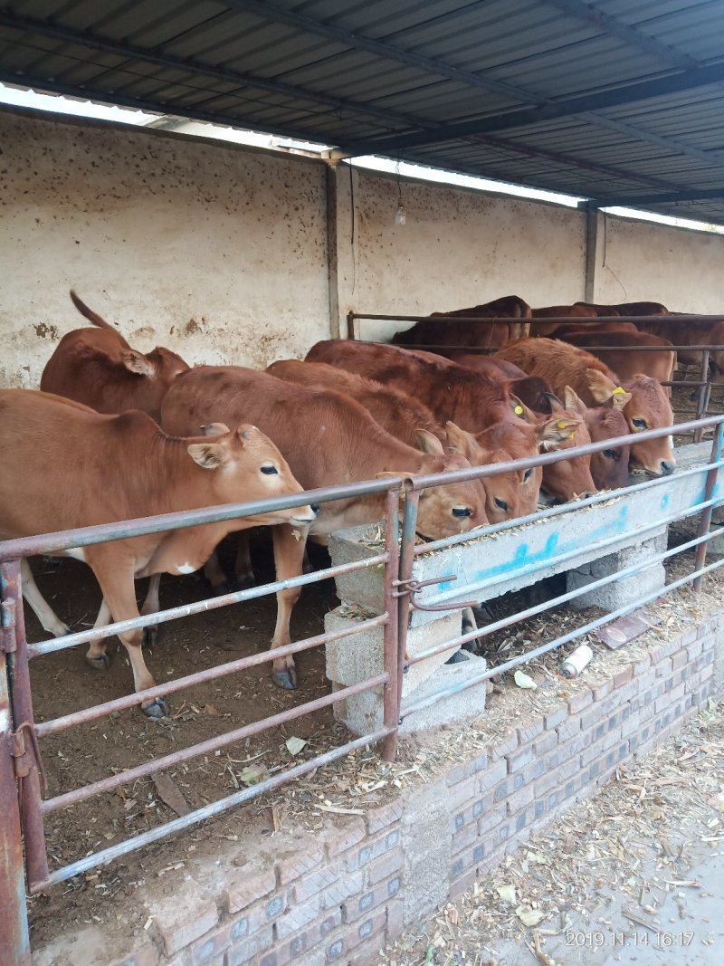 肉牛犊价格黄牛养殖基地肉牛崽价格小牛犊