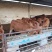 肉牛犊价格黄牛养殖基地肉牛崽价格小牛犊