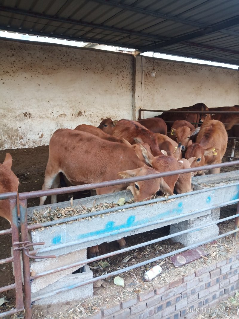 肉牛犊价格黄牛养殖基地肉牛崽价格小牛犊