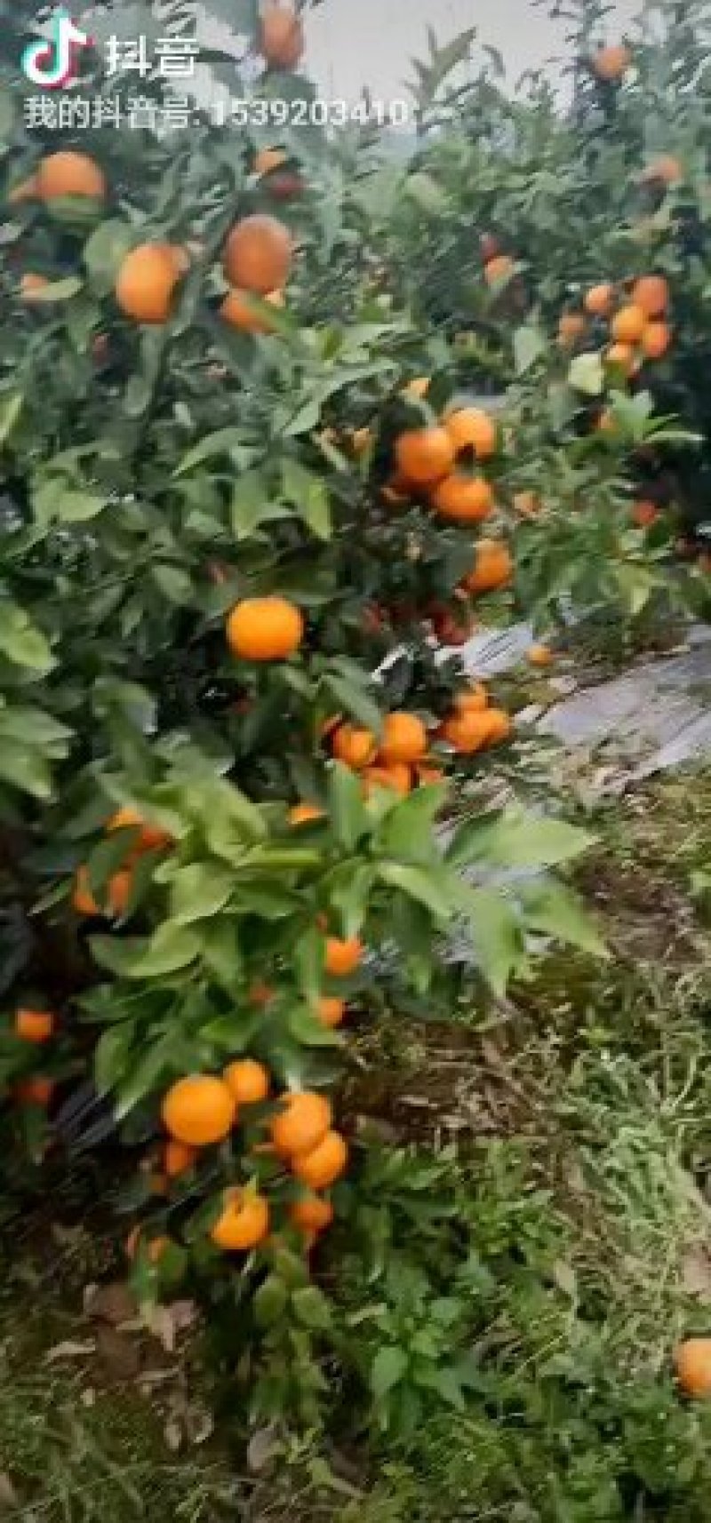 柑桔
