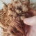 云南文山三七新鲜三七10个头500克48/500克精品