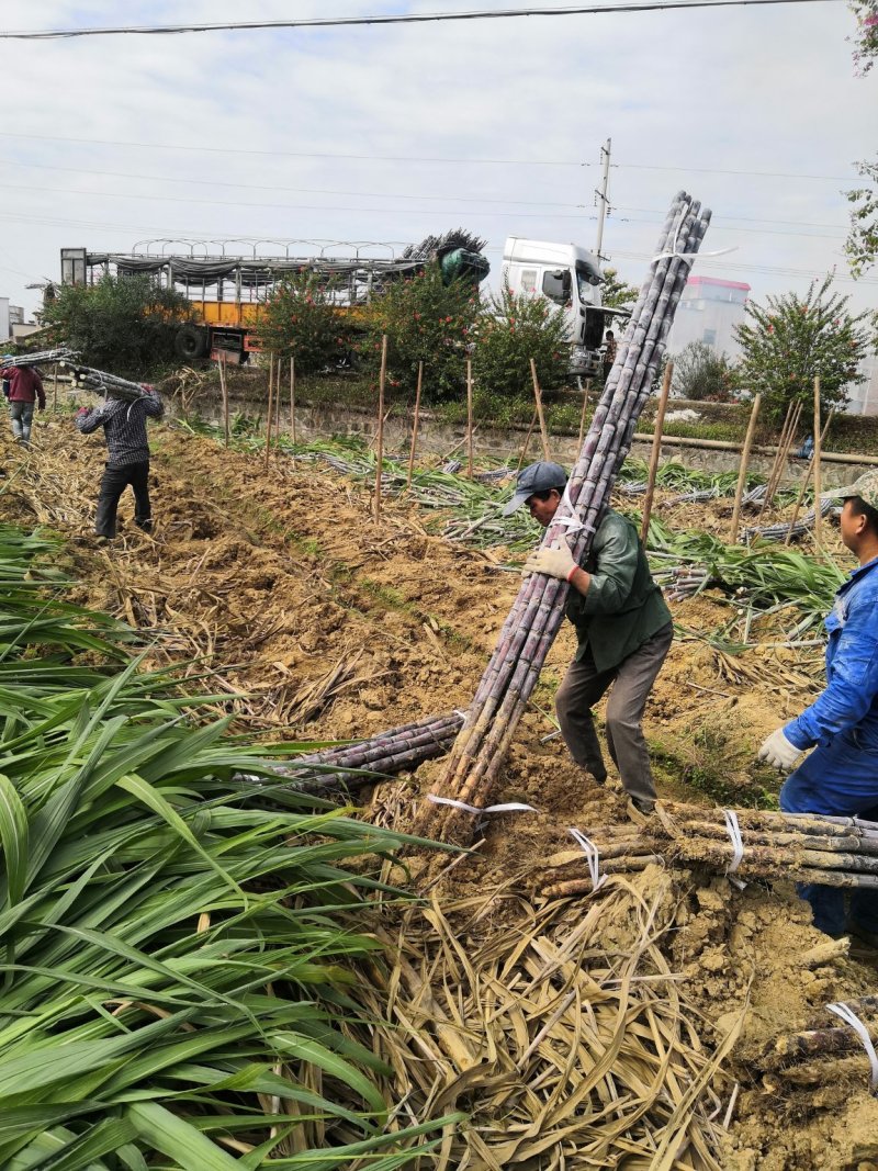 黑皮甘蔗大量上市，节巴好，清甜可口。