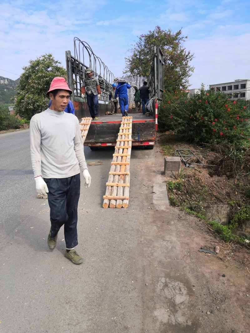 黑皮甘蔗大量上市，节巴好，清甜可口。