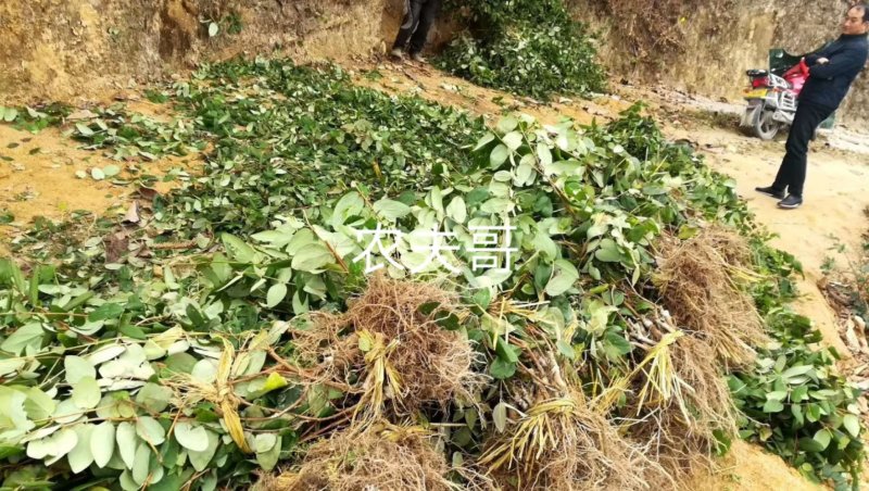 湘蕾金银花苗【顺丰包邮】