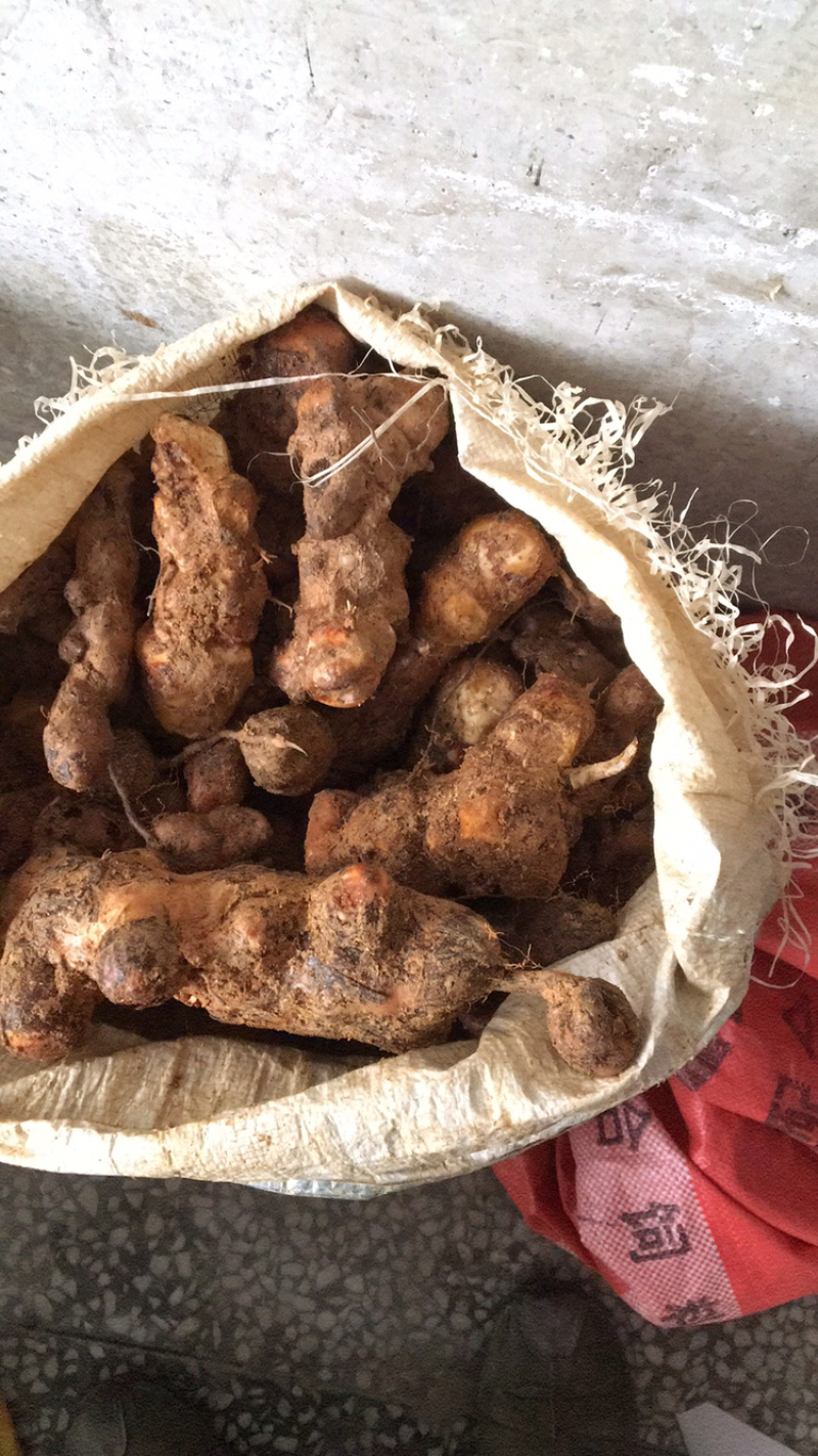 土茯苓，新鲜野生黄泥土茯苓、