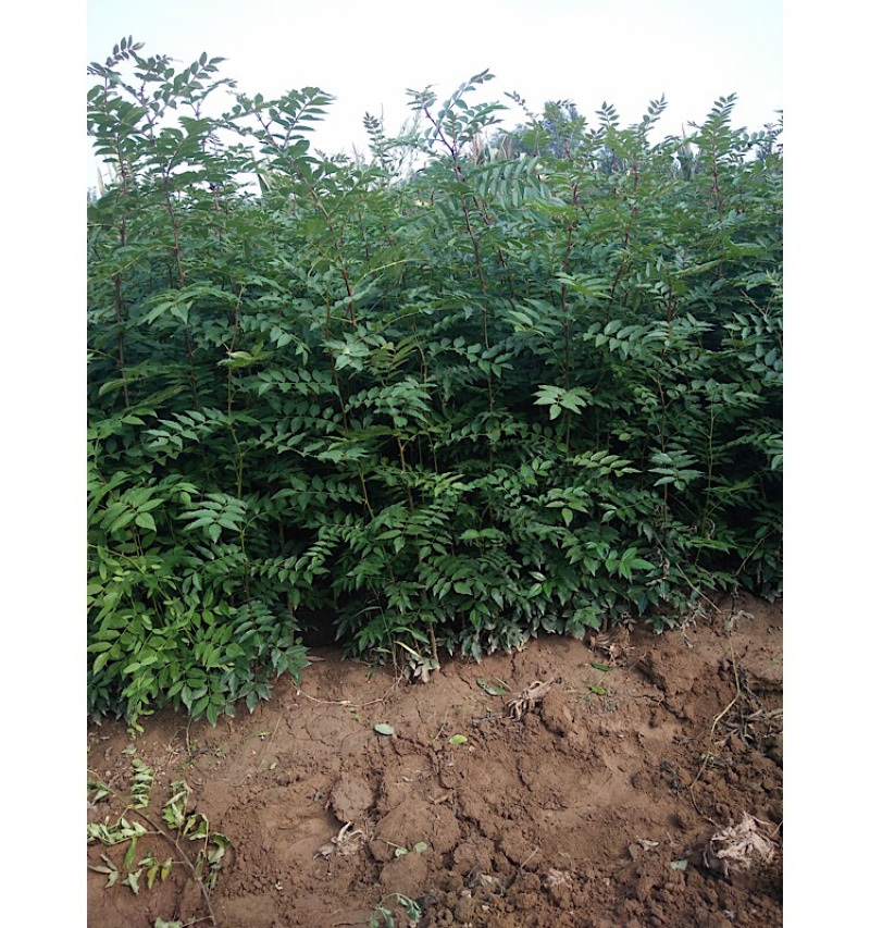 正品花椒苗大红袍狮子头产地直销免费提供种植技术