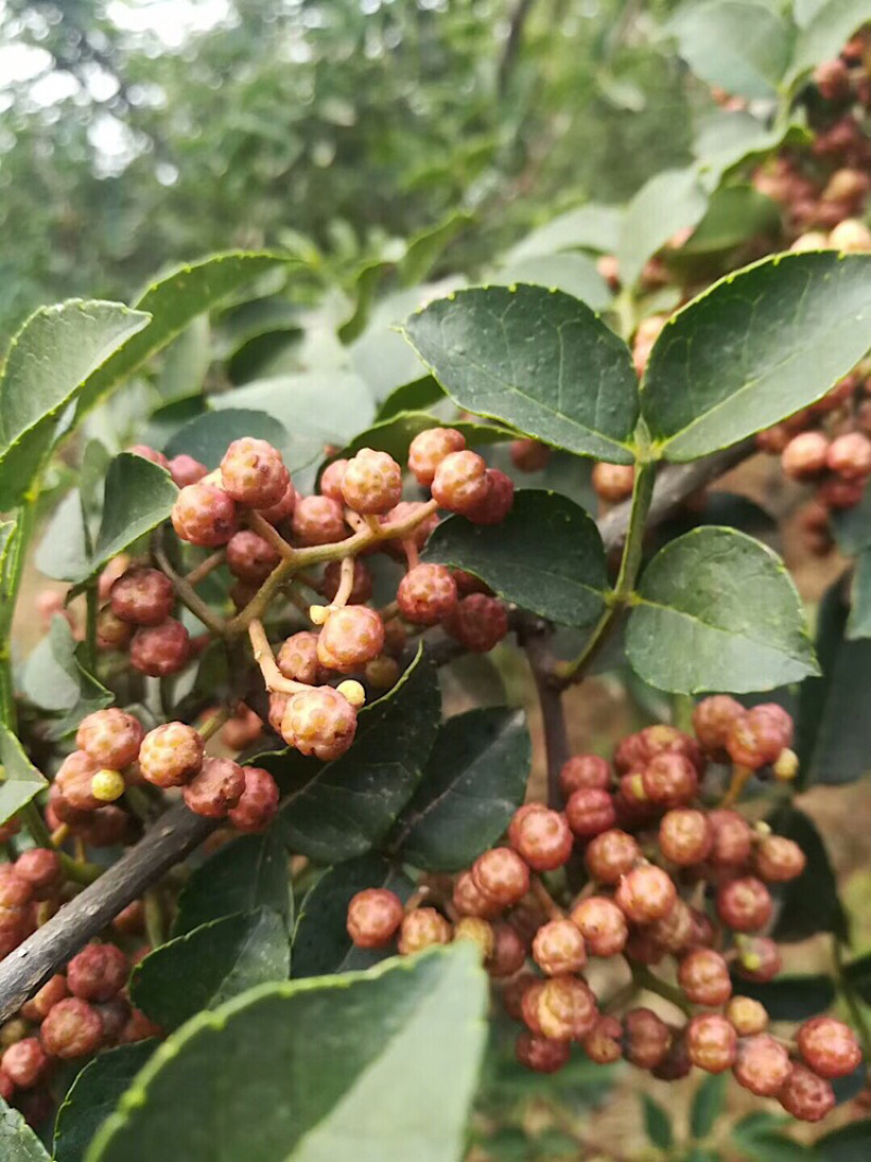 正品花椒苗大红袍狮子头产地直销免费提供种植技术