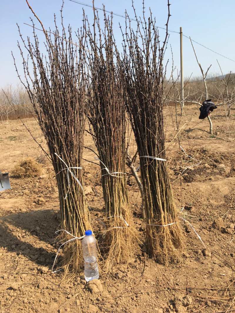 正品花椒苗大红袍狮子头产地直销免费提供种植技术