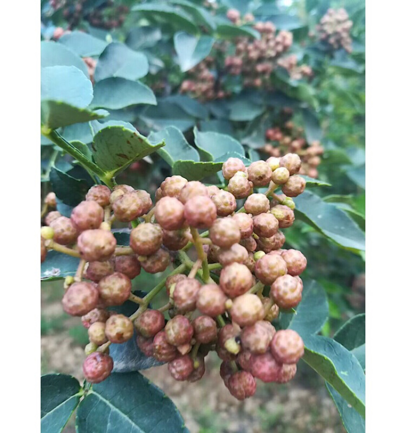 正品花椒苗大红袍狮子头产地直销免费提供种植技术