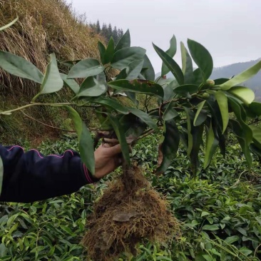 正品黑老虎两年苗，适合阳台，盆景，庭院种植。