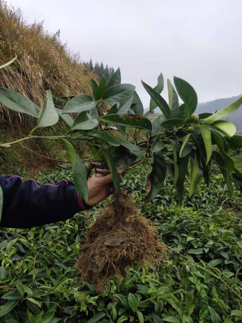 正品黑老虎两年苗，适合阳台，盆景，庭院种植。