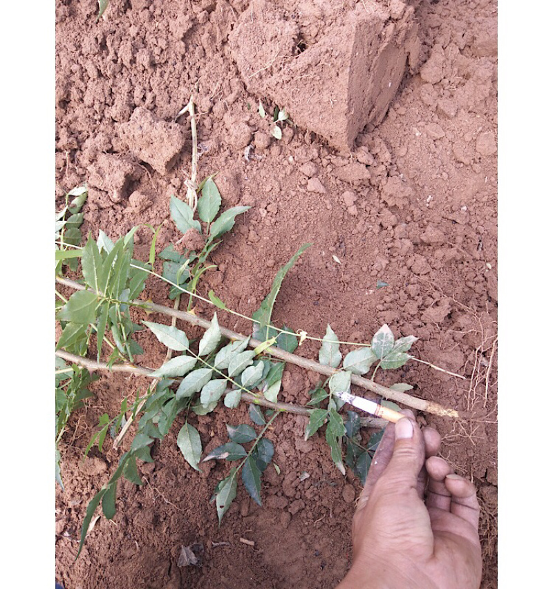 正品花椒苗大红袍狮子头产地直销免费提供种植技术