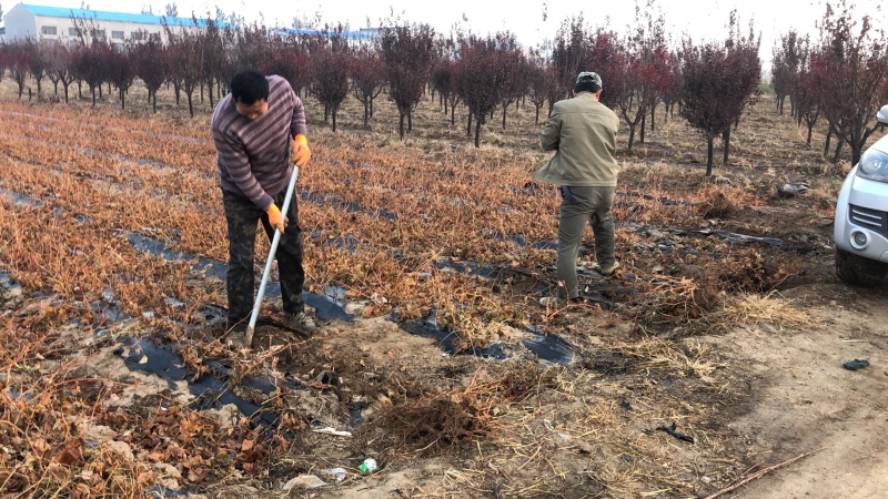 山东，嫁接阳光玫瑰葡萄苗，南北方种植，包品种