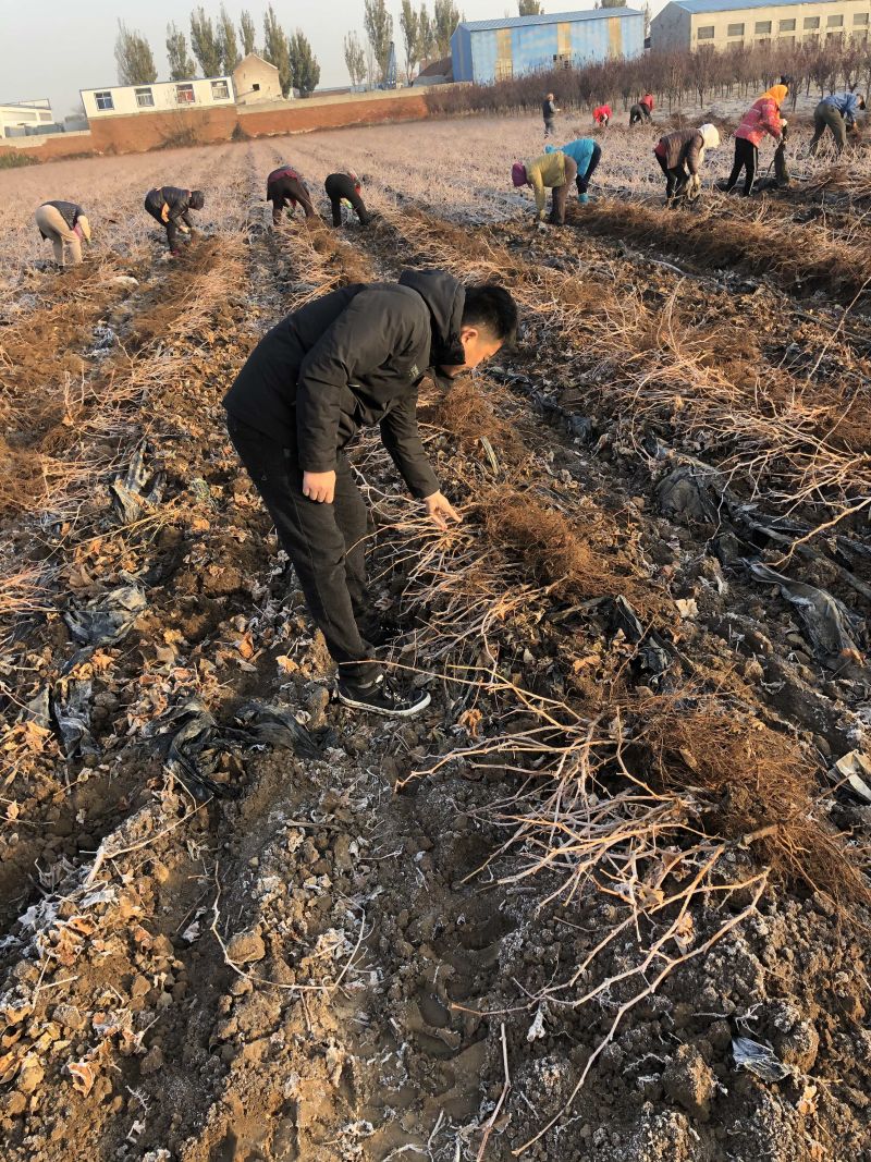山东，嫁接阳光玫瑰葡萄苗，南北方种植，包品种