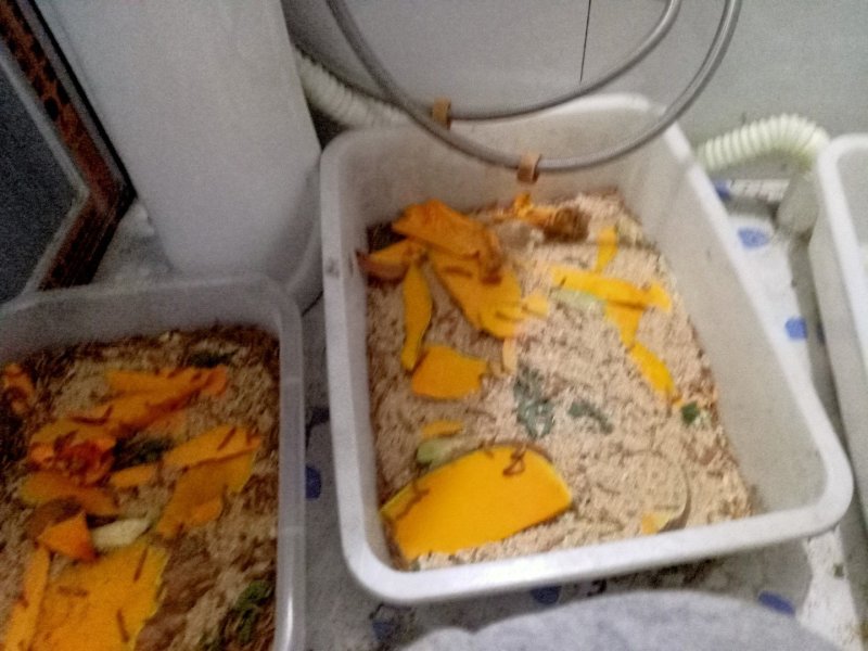 活禽