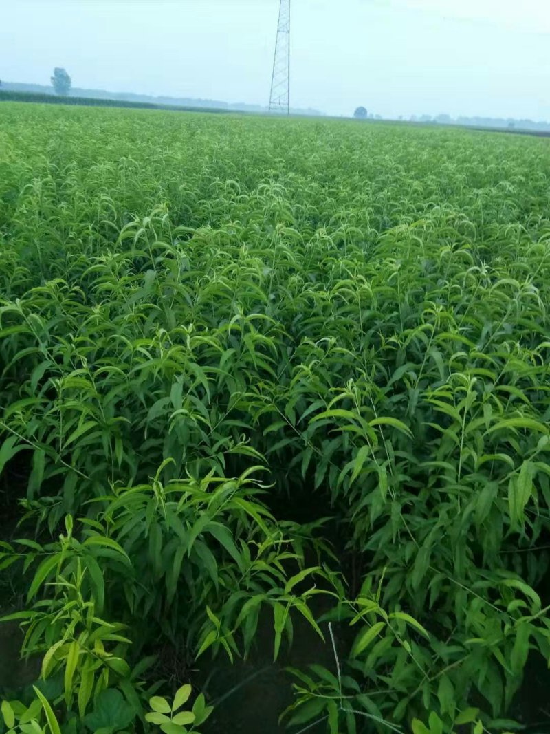 出售花卉果苗